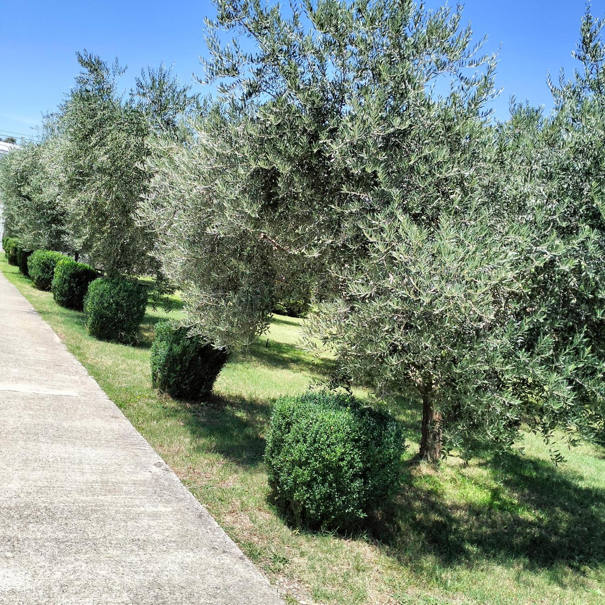 Olive Apartment Podgorica Ngoại thất bức ảnh