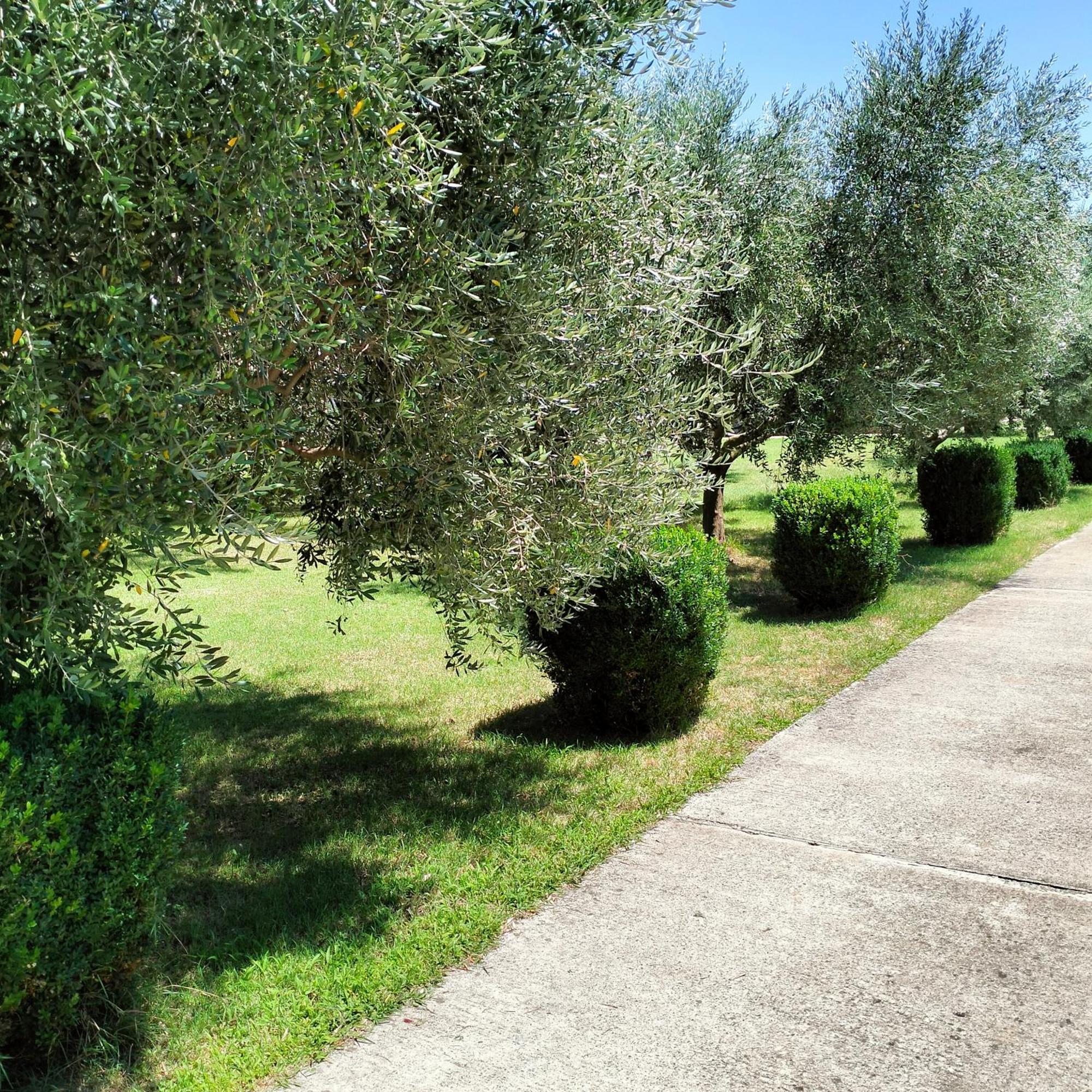 Olive Apartment Podgorica Ngoại thất bức ảnh